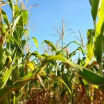 La-Zoraida-agricultura-2