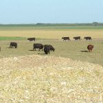 La-Zoraida-ganadería-1