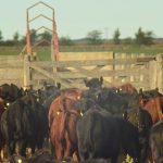 La-Zoraida-ganadería-3