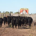 La-Zoraida-ganadería-5