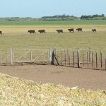 La-Zoraida-ganadería-6