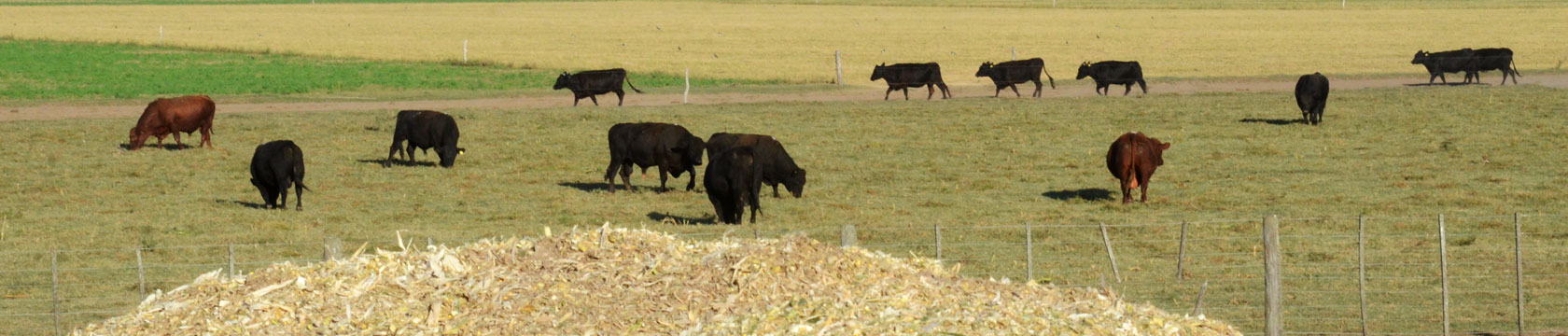 Estancia La Zoraida Ganadería