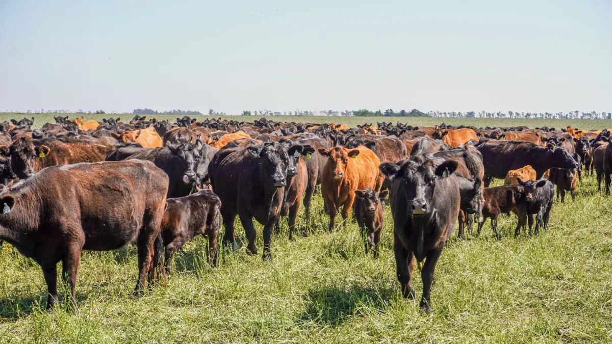 Estancia La Zoraida – Ganadería