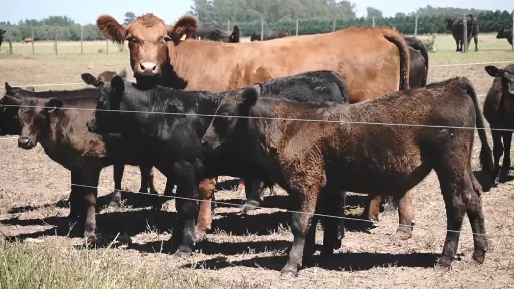 Estancia La Zoraida – Genética